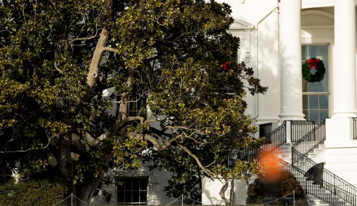 Pohon Magnolia Jackson di halaman Gedung Putih yang akan ditebang