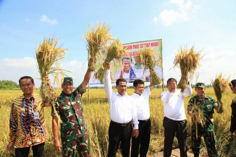 Realitas Panen Raya Padi, Harga Turun