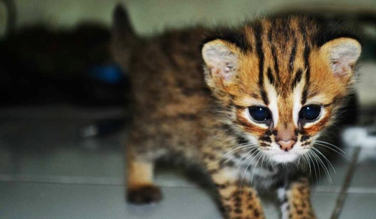 Viral Video Kucing Makan Sambil Nangis. Sebelum Ikut Baper, Intip 5 Fakta Soal Tangisan Hewan Ini