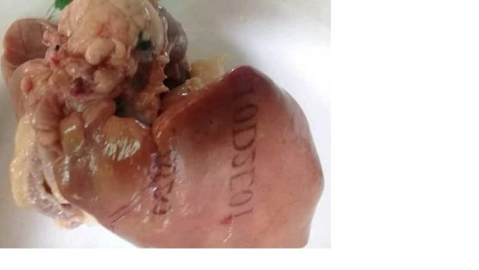 Heboh Hati Ayam Bertulis Huruf dan Angka.