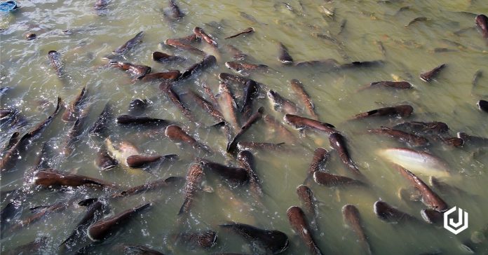 ilustrasi ternak lele