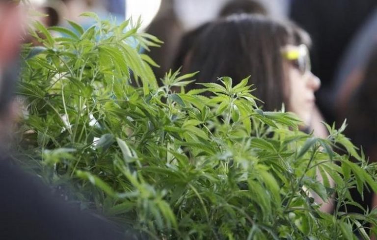 Resepkan Kue Ganja untuk Bocah Empat Tahun, Izin Dokter di California Terancam Dicabut