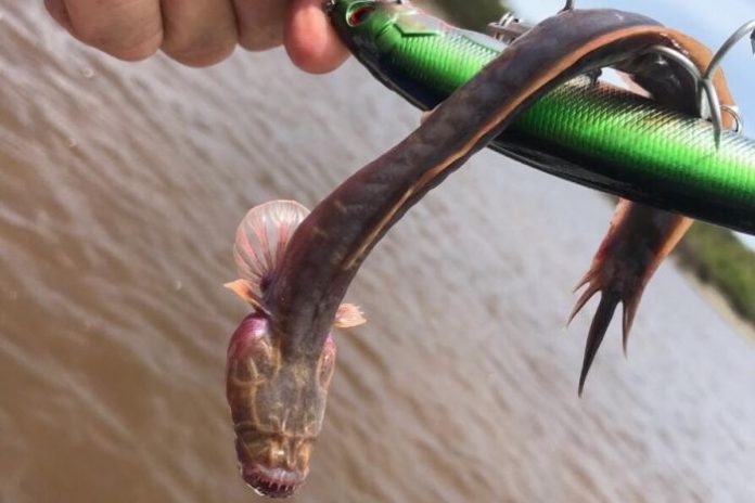 Ikan Horor Dengan Gigi Setajam Silet Mengejutkan Publik Australia.
