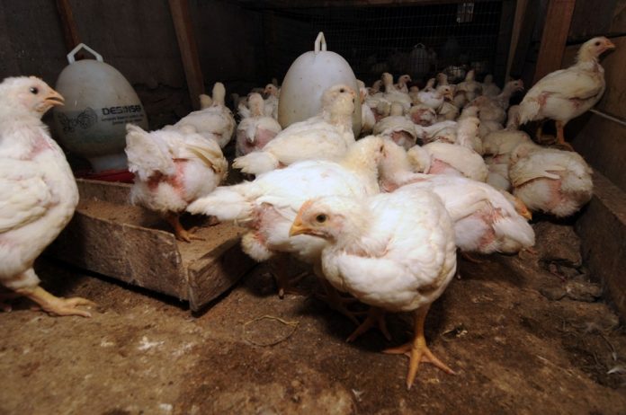 Para peternak ayam mandiri mengeluhkan semakin sulit berusaha.