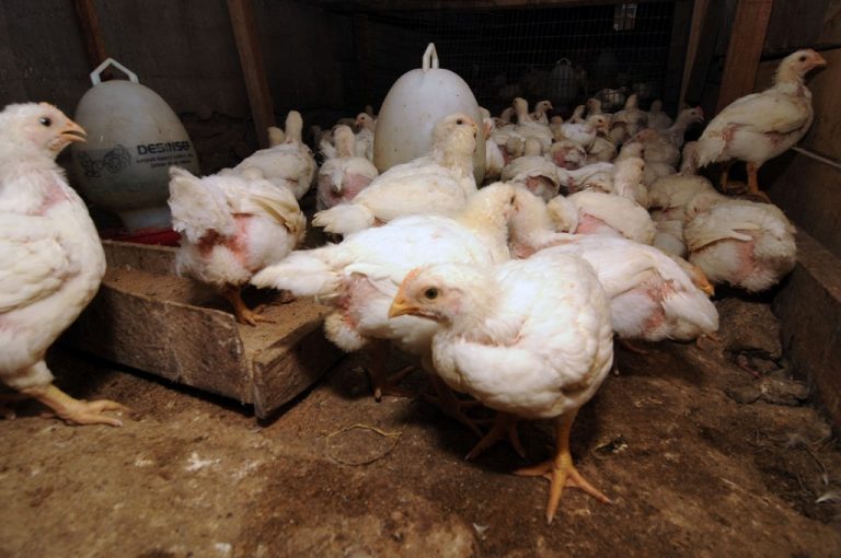 Peternak Ayam Ngadu ke Ombudsman Mengenai Iklim Usaha