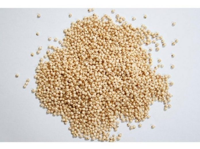 Gula Pasir Berbahan Sorgum