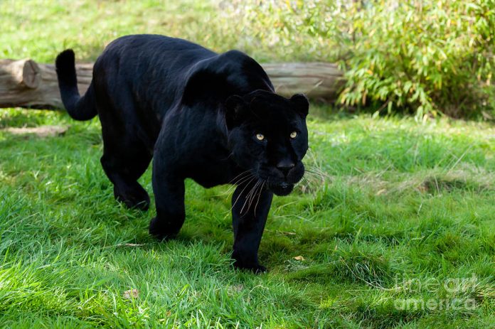 Black Jaguar.