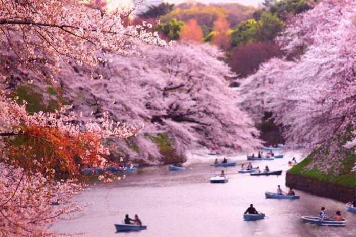 Cherry Blossom di Tokyo.