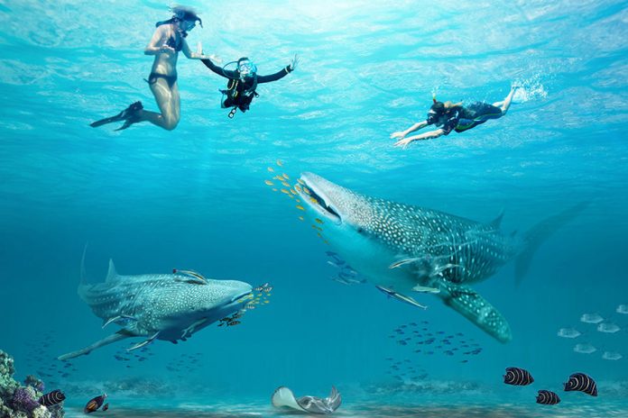 Mau Rasakan Sensasi Berenang Bareng Hiu Paus di Indonesia.