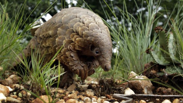 Trenggiling sering diperdagangkan secara ilegal karena harga sisiknya yang tinggi.