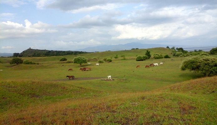 Padang Savana Doro Ncanga di Dompu, Nusa Tenggara Barat (NTB).