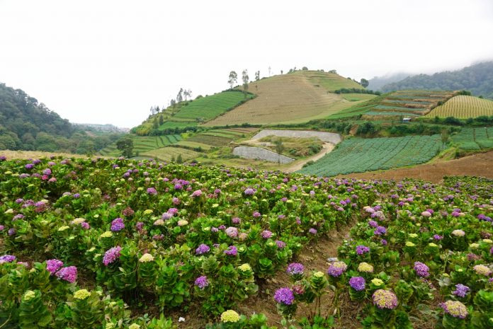 Kebun Bunga Hortensia Cangar, Malang.