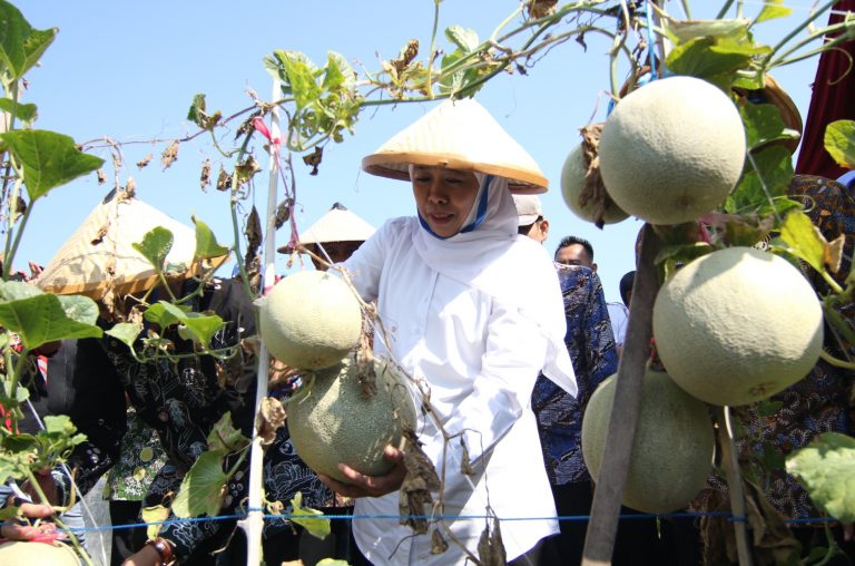 Khofifah : Kebun Melon Tuban Agar Warga Pedesaan Sejahtera