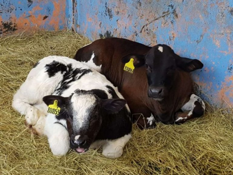 Jabar Jajaki Kerja Sama Pengembangan Sapi Belgia.