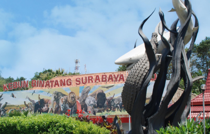 Kebun Binatang Surabaya (KBS).