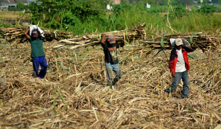 PTPN X Target Produksi Gula 2019 Mencapai 350.000 Ton.