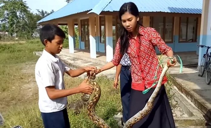 Viral, Ibu Guru Ayu Taklukkan Ular Piton.