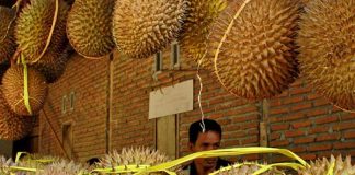 ilustrasi-durian