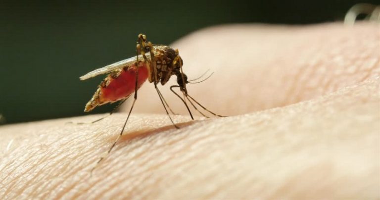 Mengenal Jenis Nyamuk dan Penyakit yang Dibawanya.