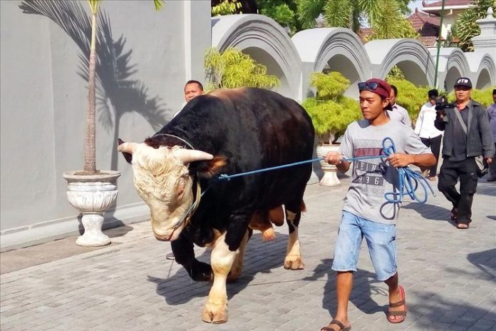 si black sapi jokowi