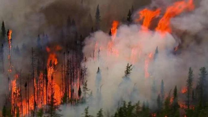 Daftar Kebakaran Hutan Paling Parah Dalam Sejarah.
