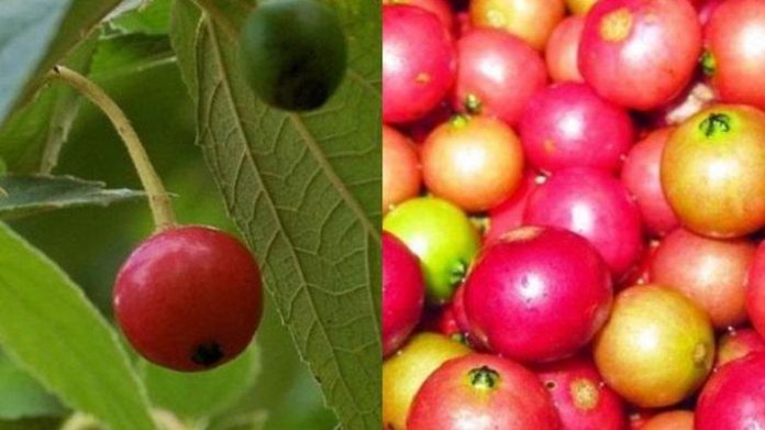 Buah kersen sering kali dianggap sebagai tanaman liar yang tidak bernilai.