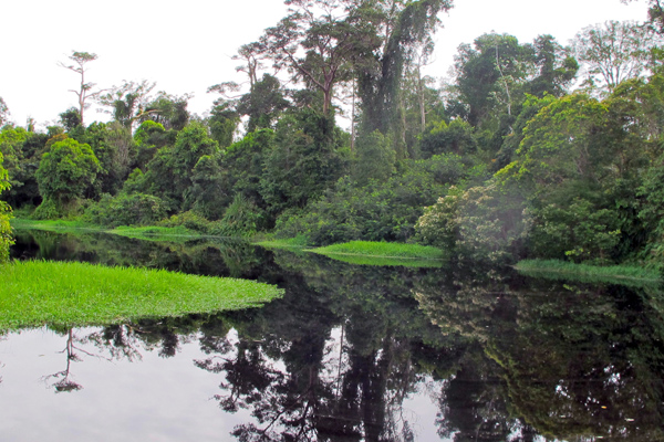 Rawa Singkil, Area Flora dan Fauna Langka yang Eksotis di Aceh.