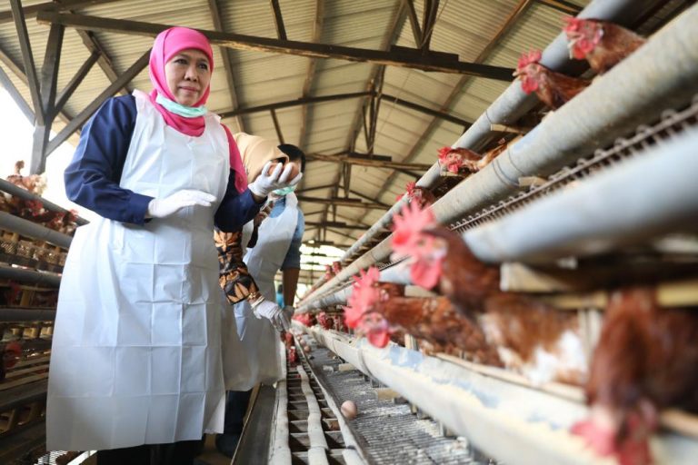 Khofifah Pastikan Telur Ayam Asal Jatim Aman Konsumsi