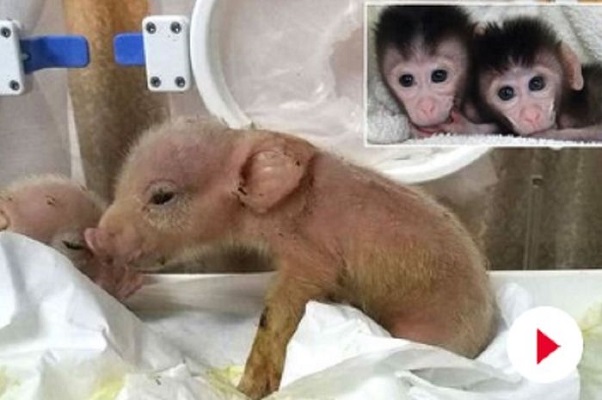hibrida babi-monyet pertama di dunia.