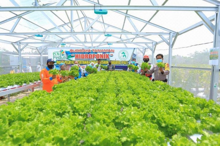 Manfaat UV Bagi Tanaman Hidroponik