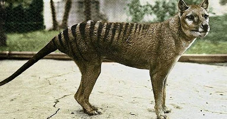 Fakta Baru, Harimau Tasmania yang Sudah Punah