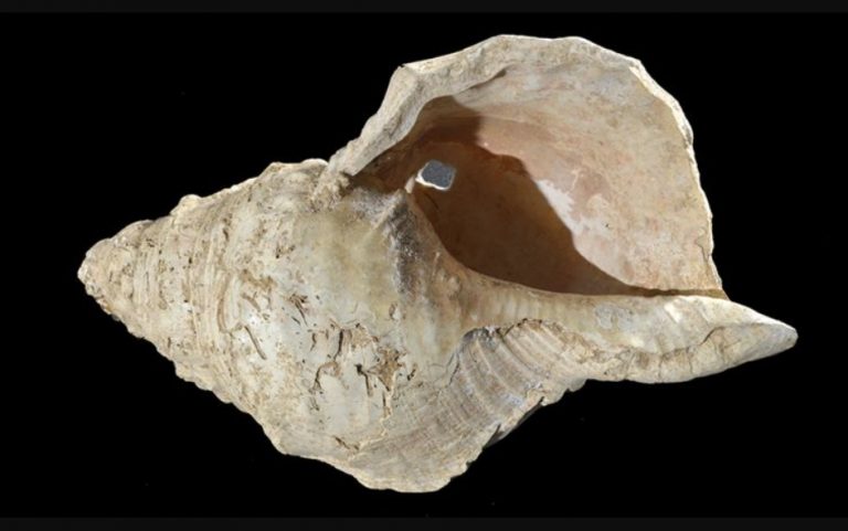Alat Musik Tiup Tertua di Dunia, Cangkang Keong Berusia 17.000 Tahun