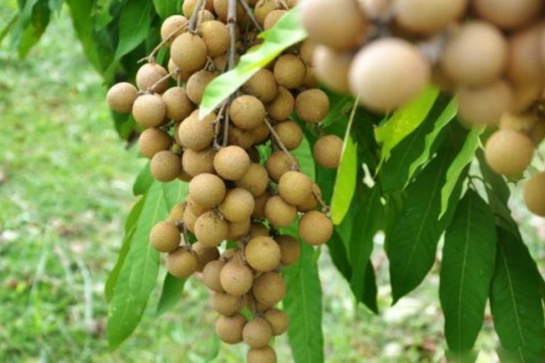 Peneliti UGM Kembangkan Kelengkeng Super Sleman