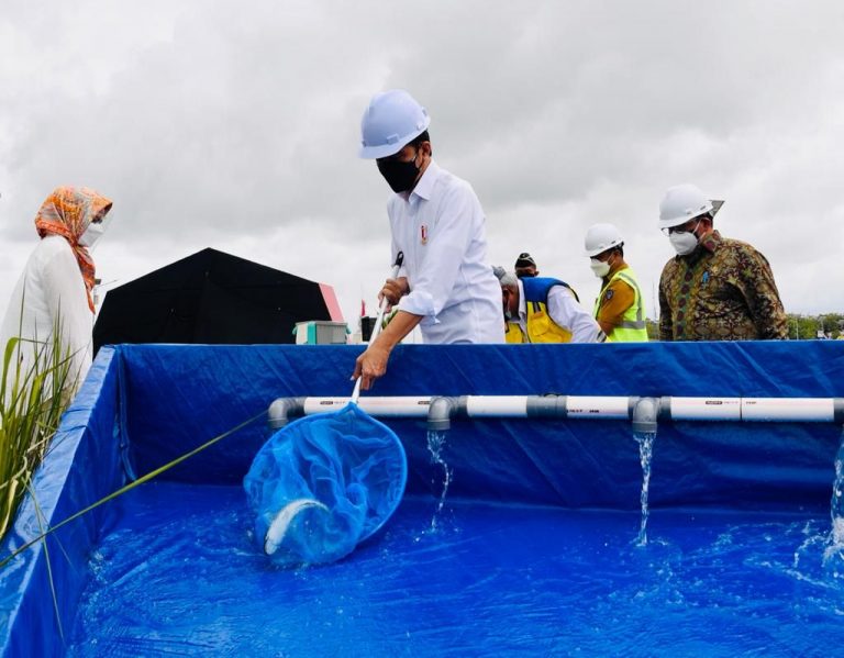 Presiden Jokowi Panen Ikan Sambil Resmikan Bendungan Paselloreng Wajo