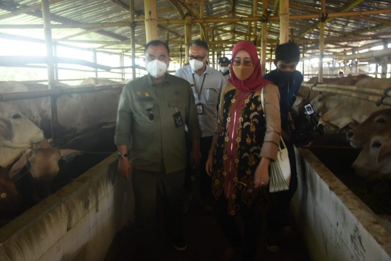 Kementan Ajak Peternak Kembangkan Korporasi untuk Tingkatkan Produksi