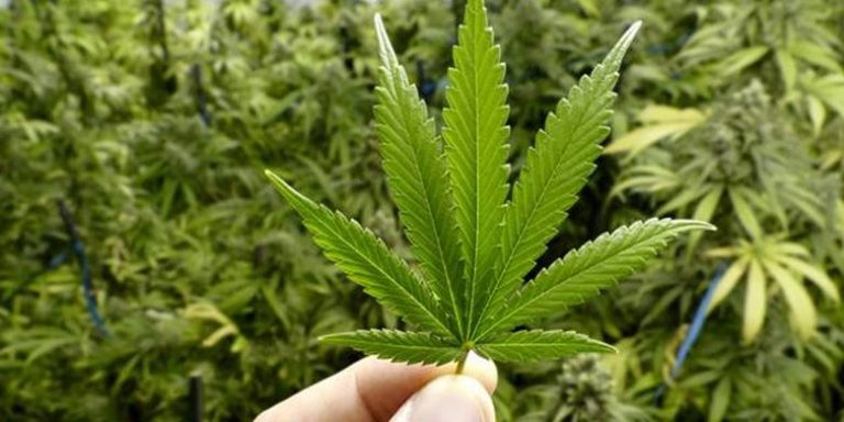 Jadi Negara Pertama di Asia Tenggara yang Legalkan Ganja, Pemerintah Thailand Berencana Promosikan Ganja Sebagai Tanaman Komersial