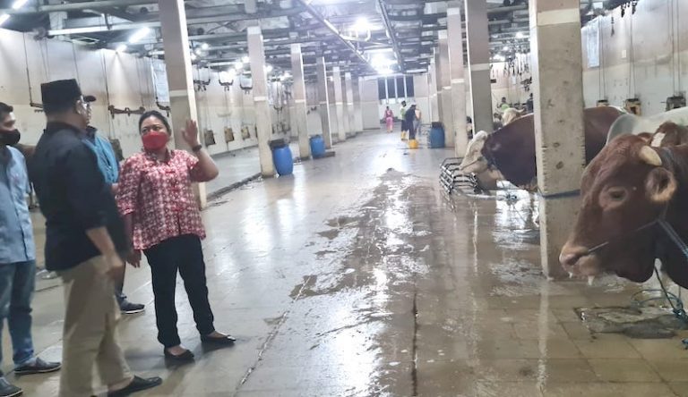 Ditengah Wabah PMK, Agatha Retnosari Cek Langsung RPH Pegirikan Surabaya