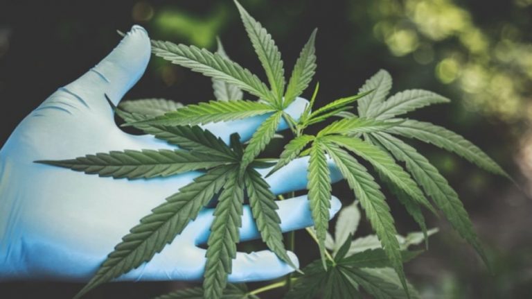 Ganja Dijual Murah di Thailand, Wisatawan Mancanegara Rela Antre untuk Membeli