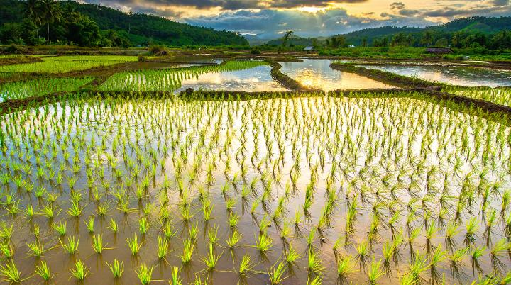 21 Juni: Hari Krida Pertanian, Simak Sejarahnya!