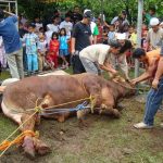 Bacaan Doa Menyembelih Hewan Kurban serta Tata Caranya Sesuai Syariat Islam