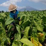 ilustrasi petani tembakau