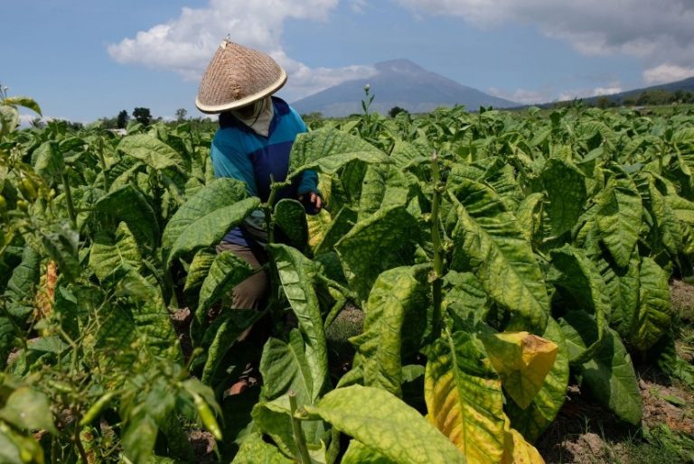 Kementan Apresiasi Petani Tembakau Lewat Program Kemitraan