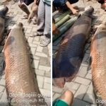 Penampakan Ikan Raksasa Pasca Banjir Besar, Auto Jadi Menu Warga Kampung