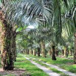 ilustrasi perkebunan sawit