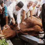 Bacaan Doa Menyembelih Hewan Kurban.