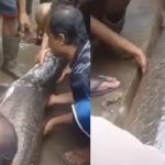 Penampakan Ikan Raksasa Pasca Banjir Besar.