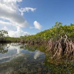 26 Juli: Hari Mangrove Sedunia