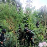 TNI-AD Temukan Ladang Ganja di Keerom Papua