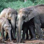 Gajah Sumatera