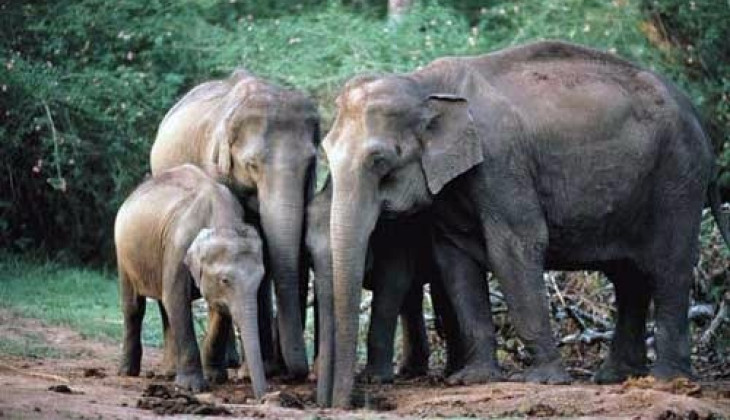 Gajah Sumatera
